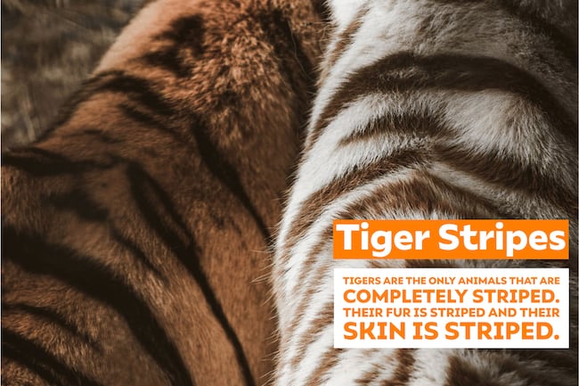 Tiger stripes image