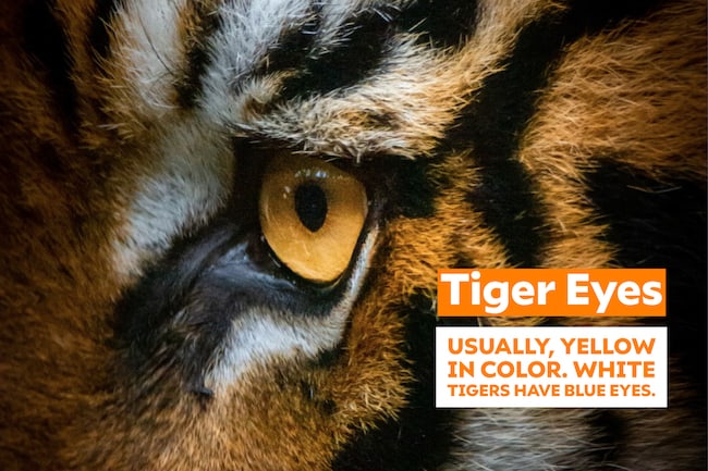 tiger eyes image