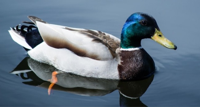Animal myths - duck quack