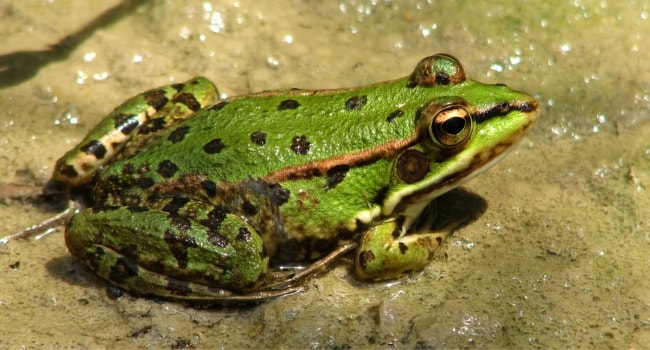 Frog image