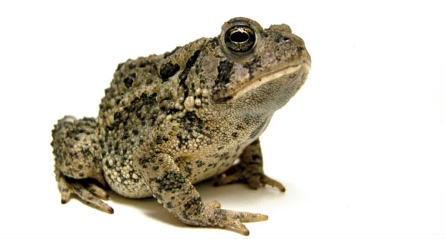 Toad image