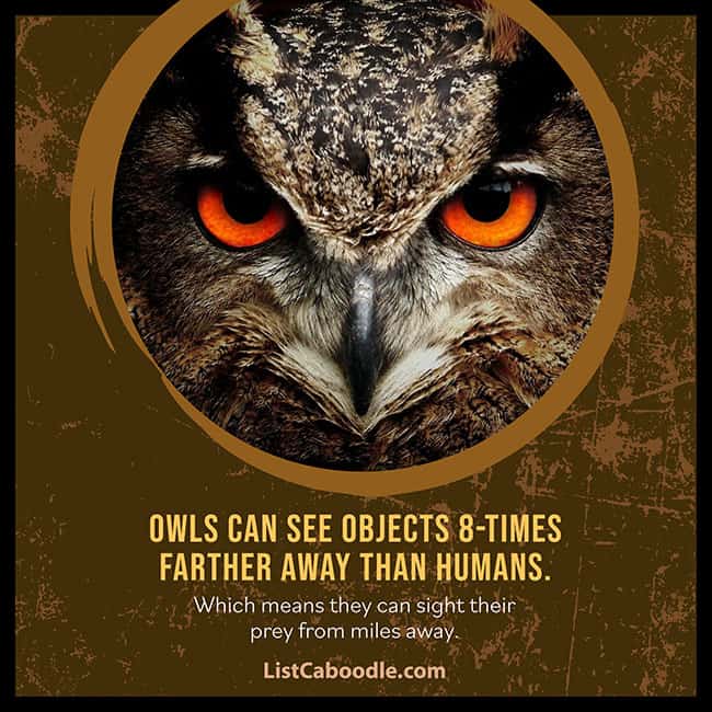 Owls vision superpower