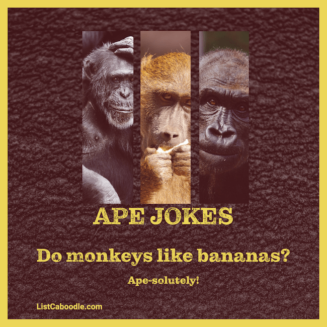 37 Funny Monkey Jokes To Make You Go Bananas | ListCaboodle