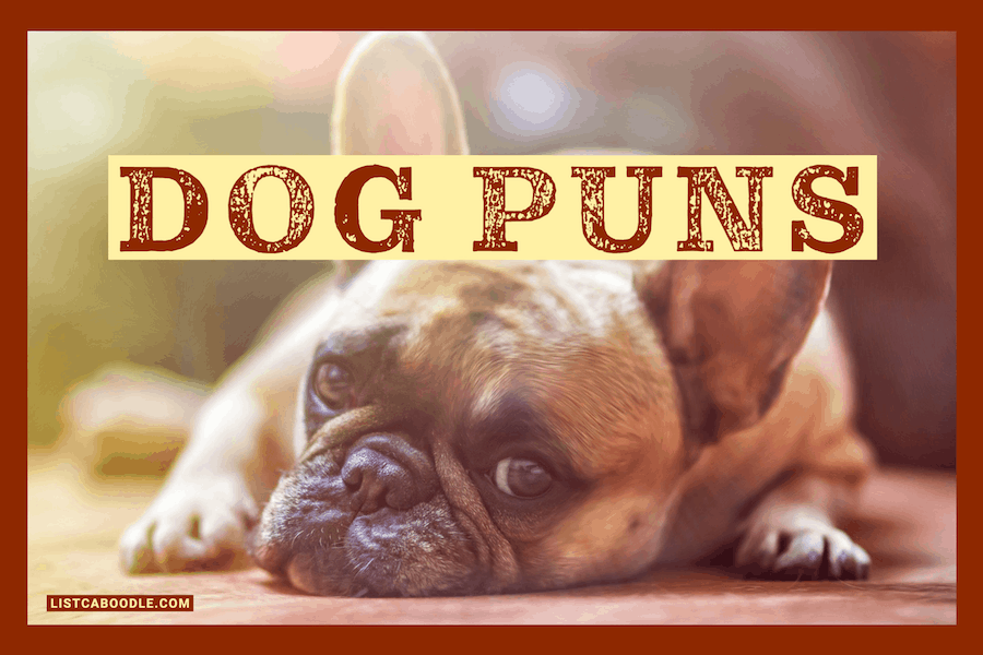 57 Funny Dog Puns Unleashed To Raise the Woof | ListCaboodle