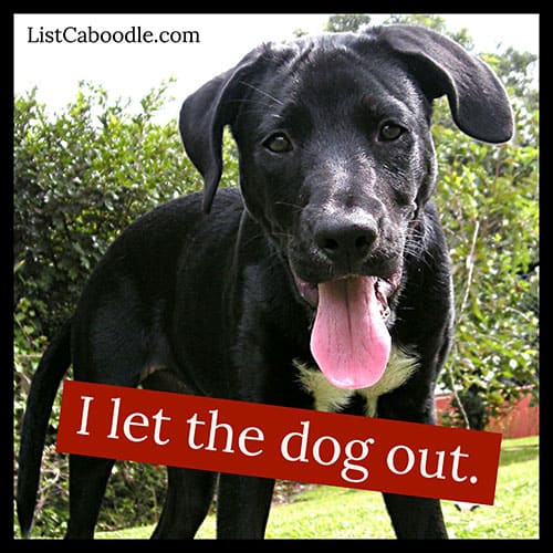 Dog captions - I let the dog out