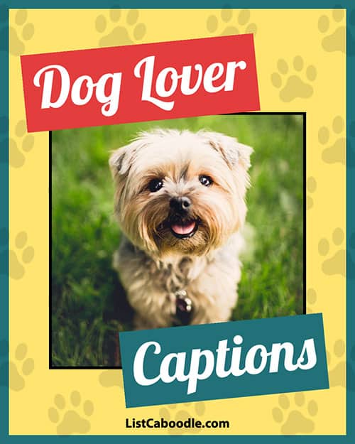99+ Dog Captions For Dog Lovers (And Puppy Parents!)