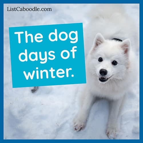 99+ Dog Captions For Dog Lovers (And Puppy Parents!)