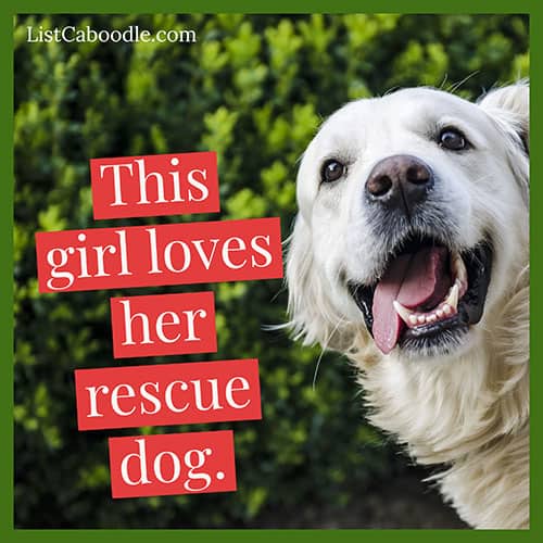 99+ Dog Captions For Dog Lovers (And Puppy Parents!)