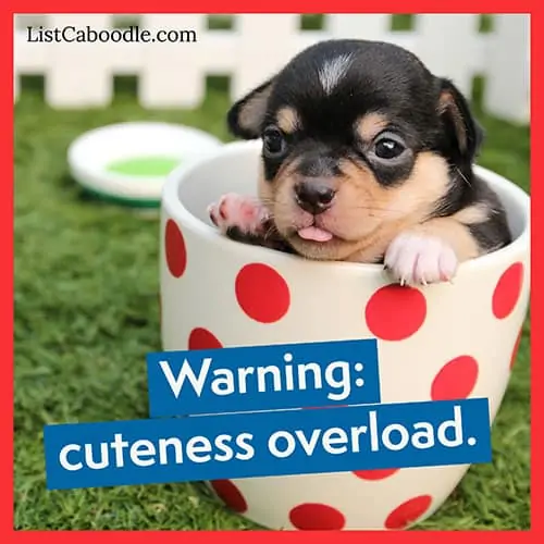 Cuteness overload puppy