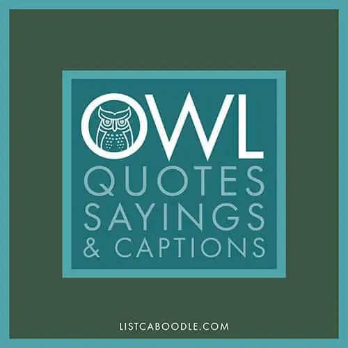 Owl Quotes, Sayings, Captions