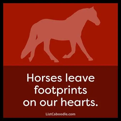Horse lover captions