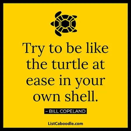 Turtle quotes about life