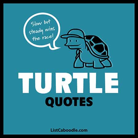 95 Best Turtle Quotes Cute Funny Sayings Listcaboodle