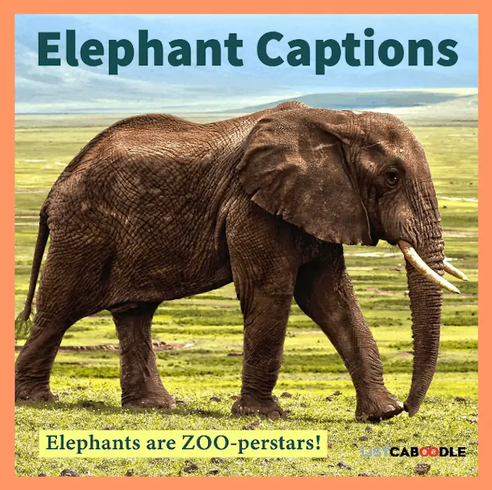 Elephant captions