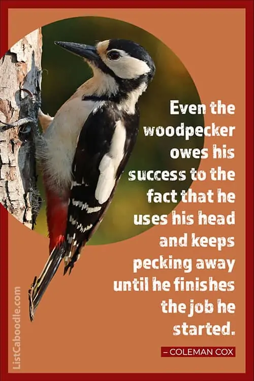 Coleman Cox inspirational woodpecker quote