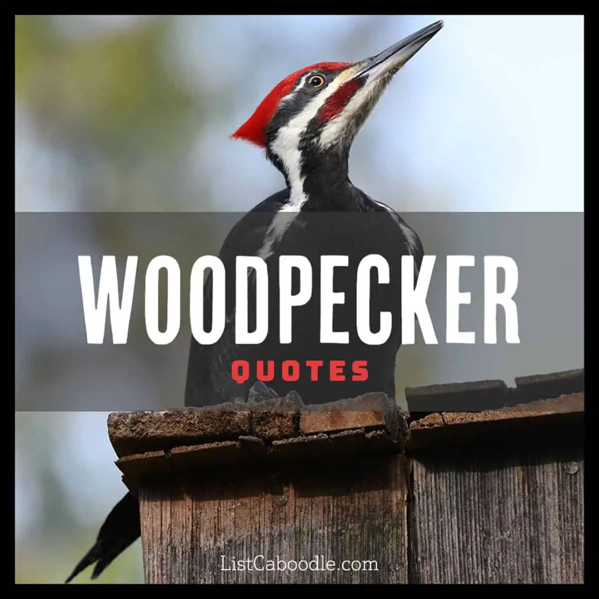 Woodpecker quotes image