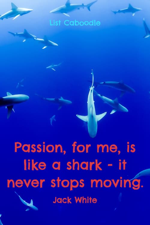 passion like a shark