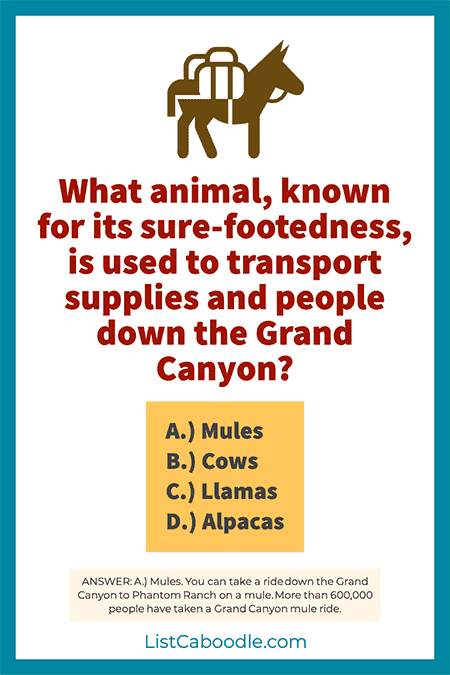 What animal is used at the Grand Canyon?