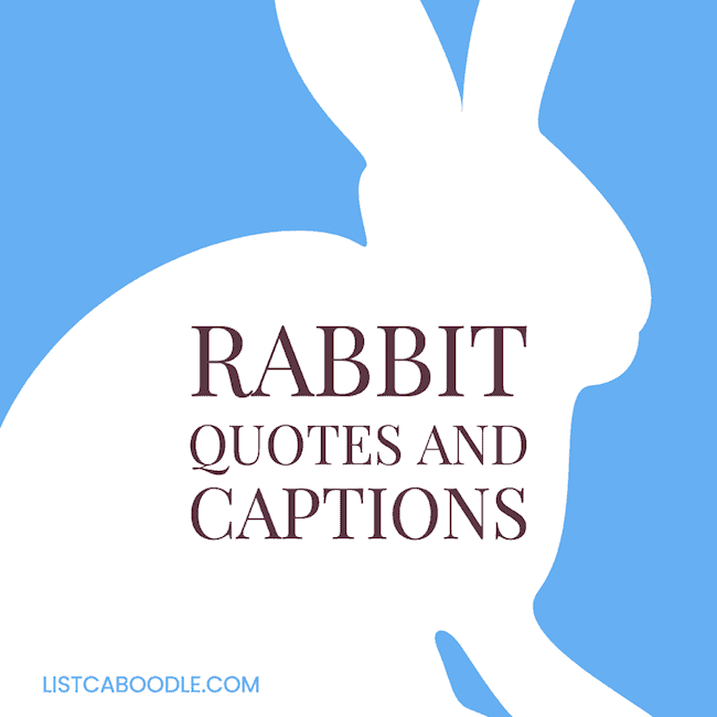 Rabbit quotes and captions.