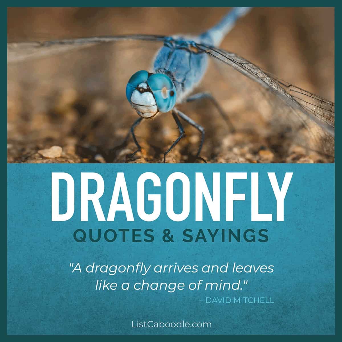 dragonfly quotes sayings