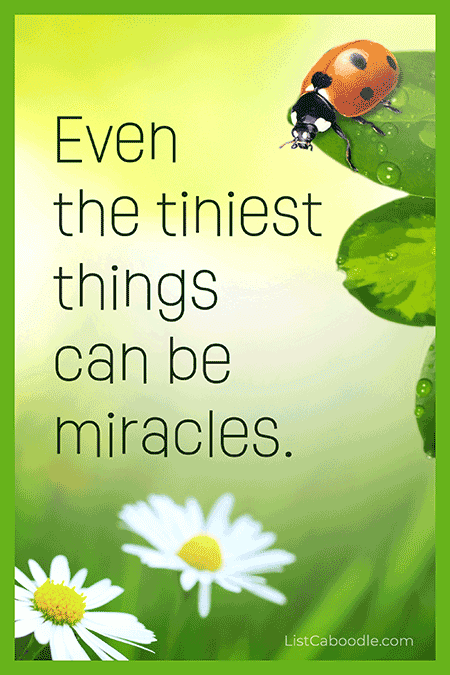 Ladybug miracle quote