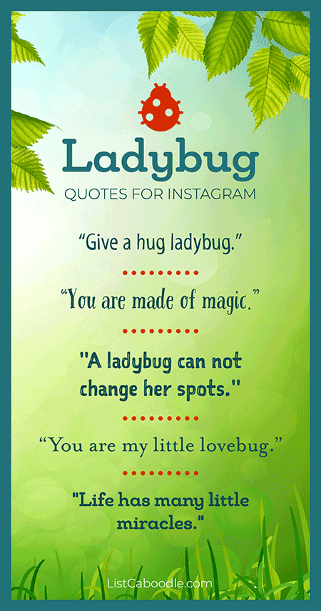 ladybug quotes for Instagram